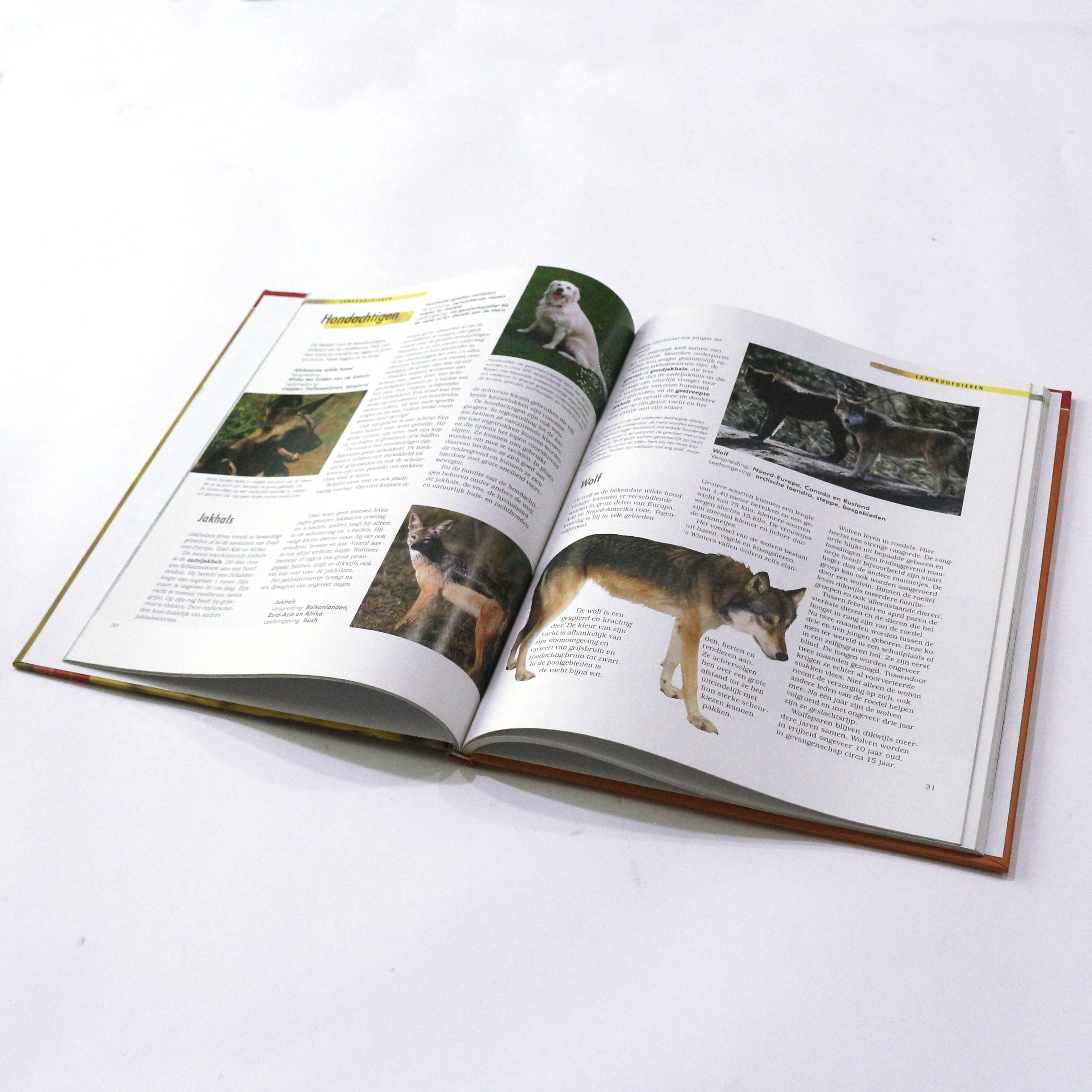 Детская книжка-раскраска печать