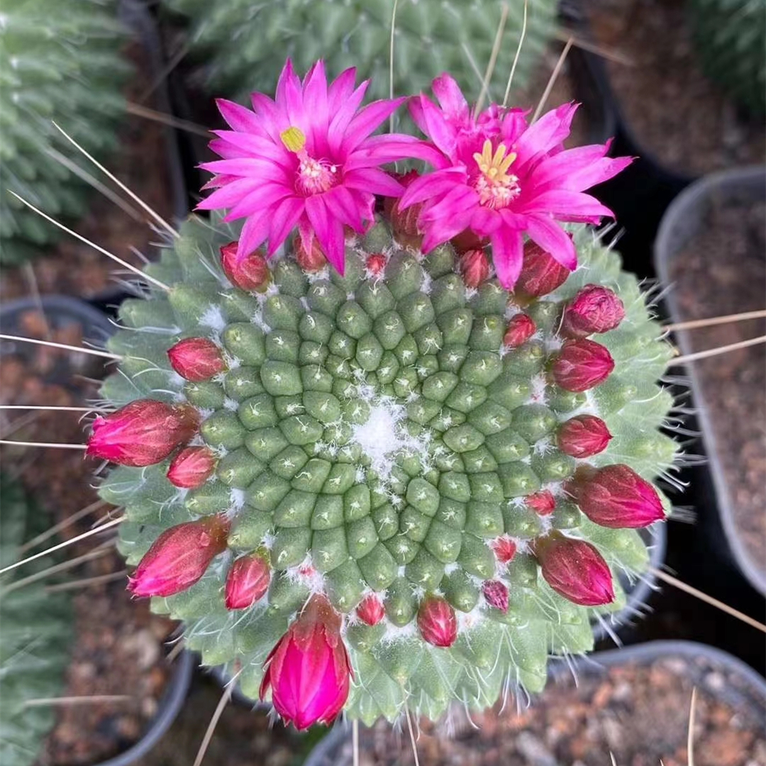 Mammillaria оптовая продажа кактус натуральное растение живые древесные растения украшают офис домашний сад