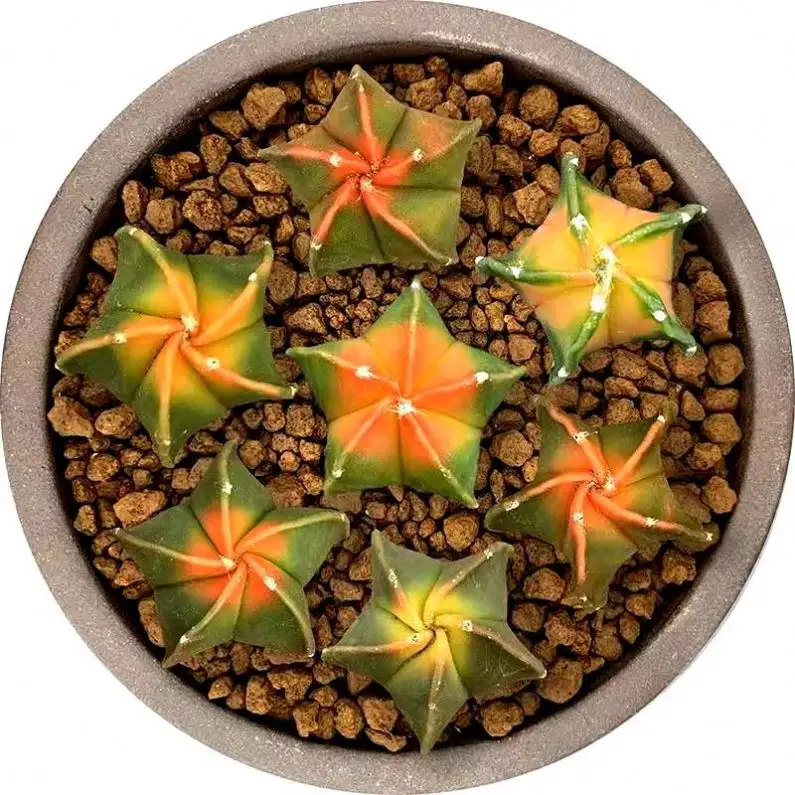 ASTROPHYTUM MYRIOTIGMA Garden plant cactus colorful home cactus plant 4 cm