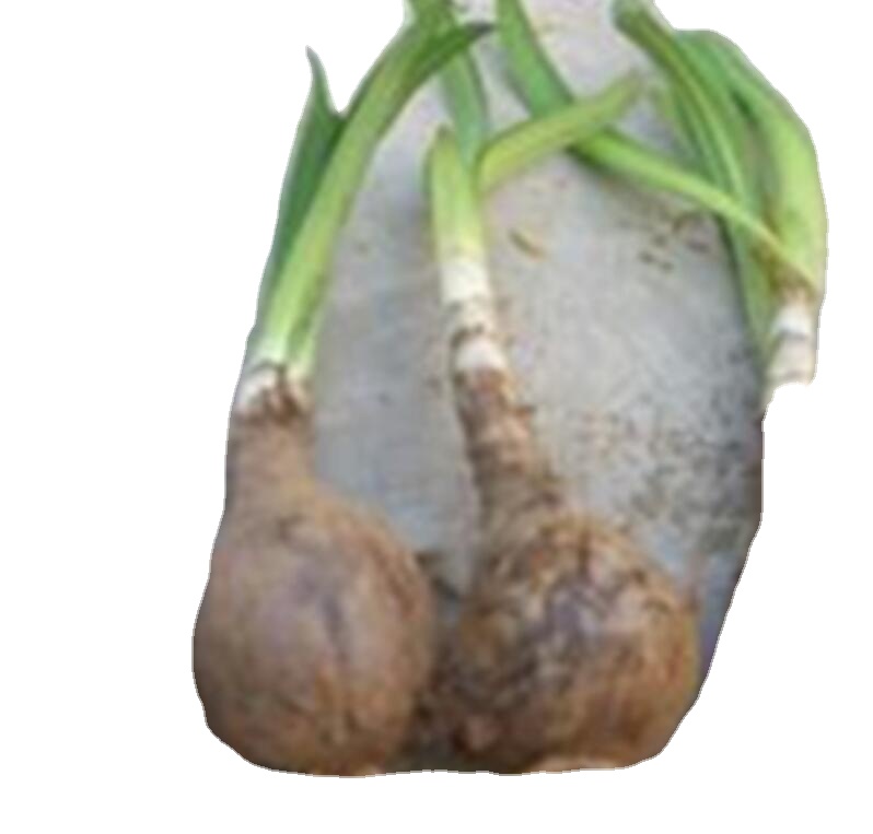 Натуральные Свежие живые луковицы манджусака, Lycoris radiata var. radiata для садовых растений