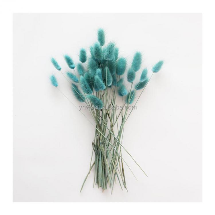 Hot sales home decorative dried pampas grass stems bunny tails dried flowers