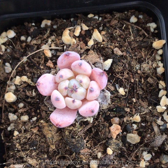 Живые растения 0,8, суккуленты Echeveria cuspidata var gemul, оптовая продажа для детской комнаты