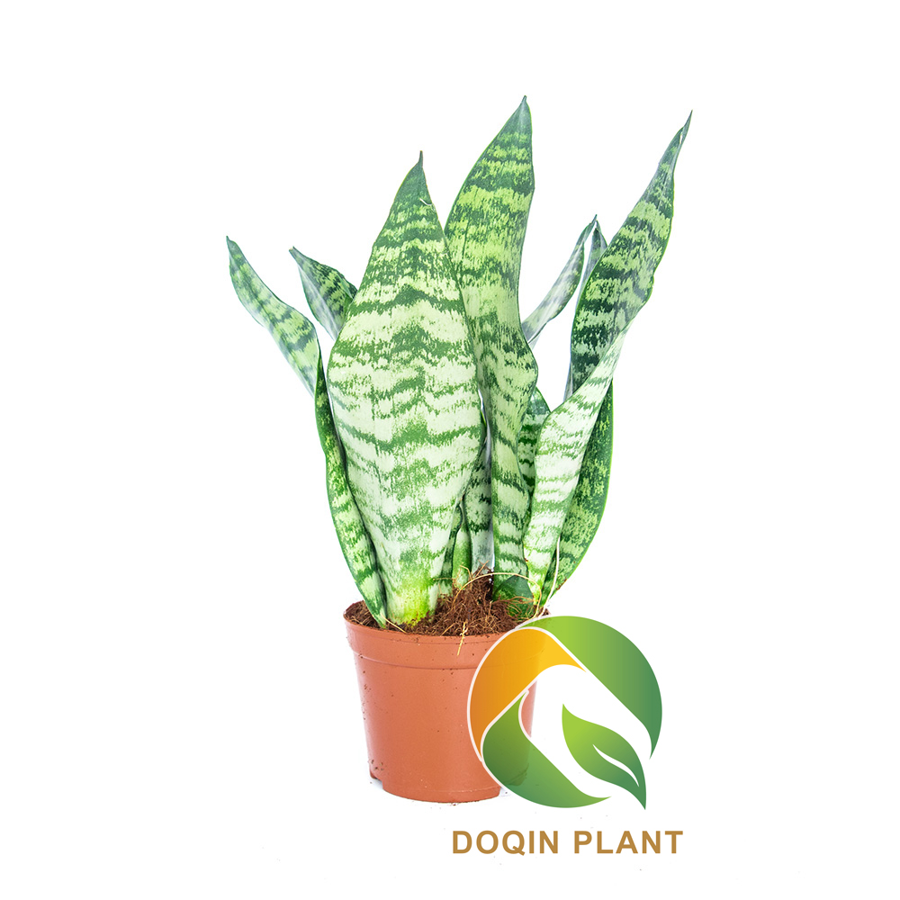 Искусственная Sansevieria, искусственная змея, пластиковое растение бонсай