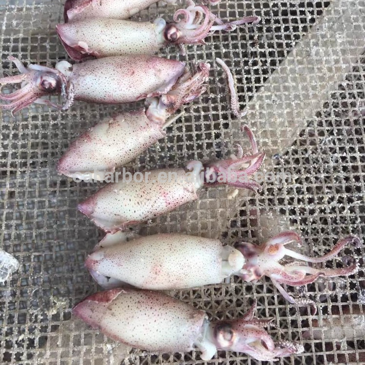 Замороженный лигокитайский кальмар/японский кальмар, китайские морепродукты, детский кальмар