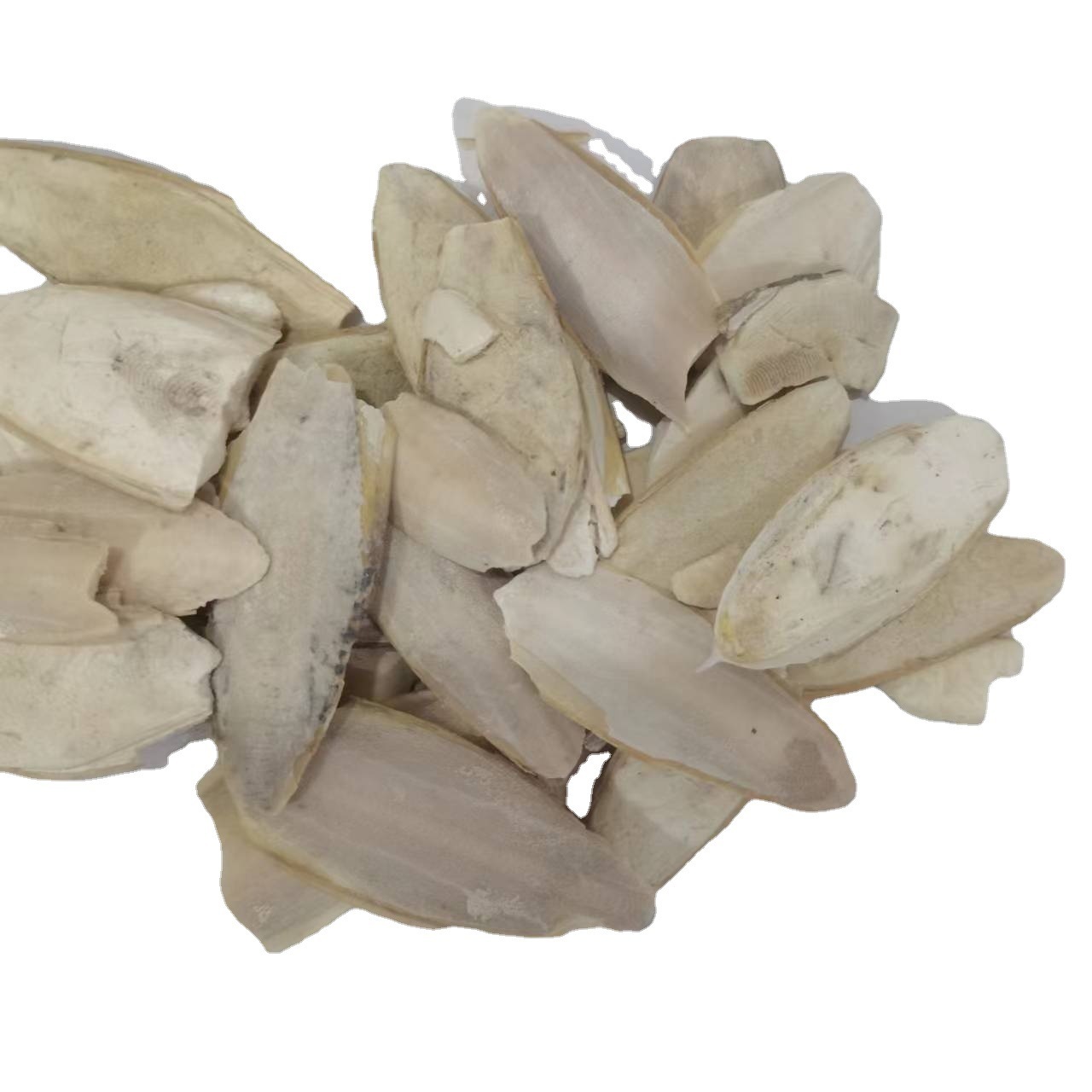 Mo yu gu natural Sepia esculenta bones whole Cuttlebone for sale