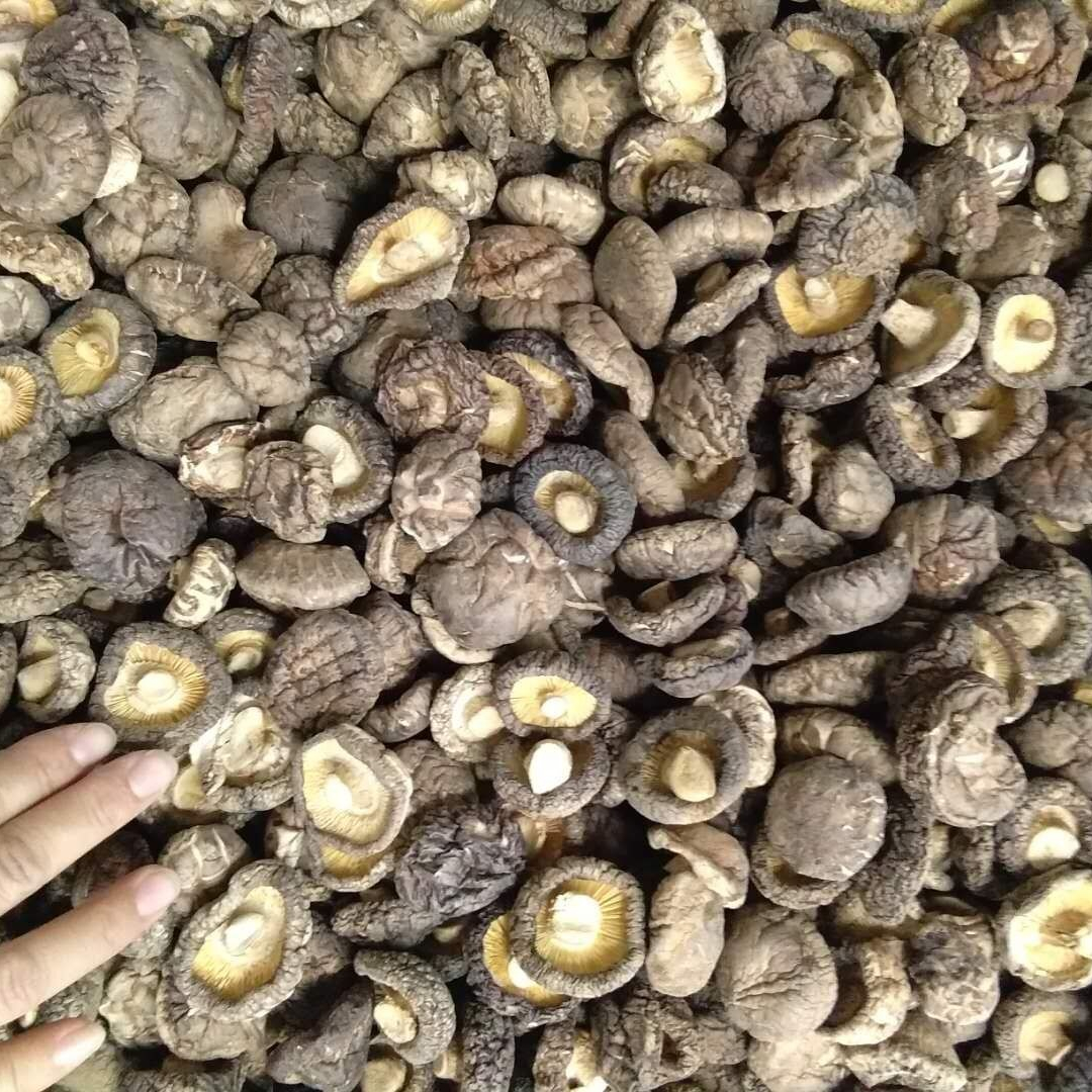 small size Dried shiitake mushroom