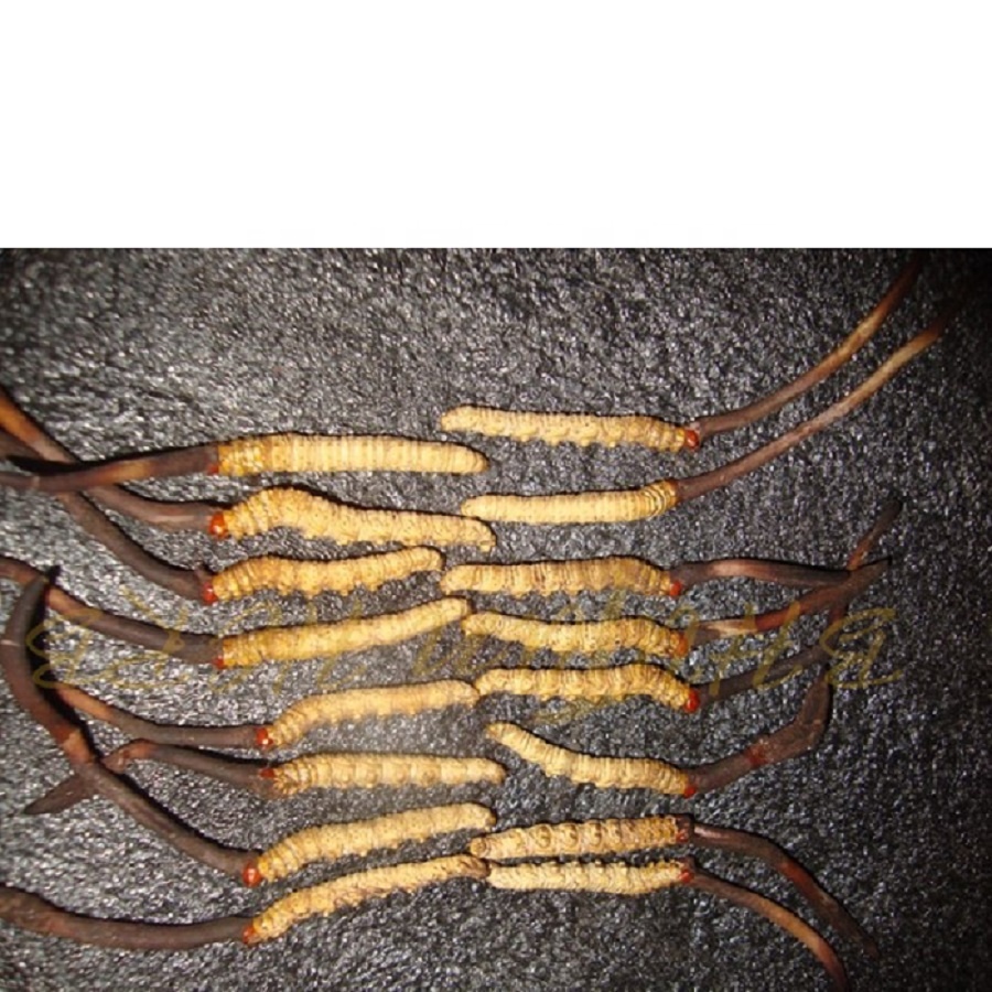 Dong Chong Xia Ca Cordyceps sinensis mushroom Caterpillar fungus 2000 pcs 5 cm long cheap prices