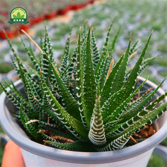 Фабричные мини-бонсай, суккуленты Haworthia fasciata (Willd.) Домашний офис Hawor