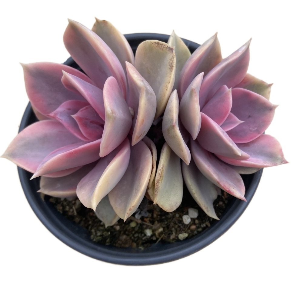 Прямая поставка с завода, комнатное растение, суккулент cheveria rainbow