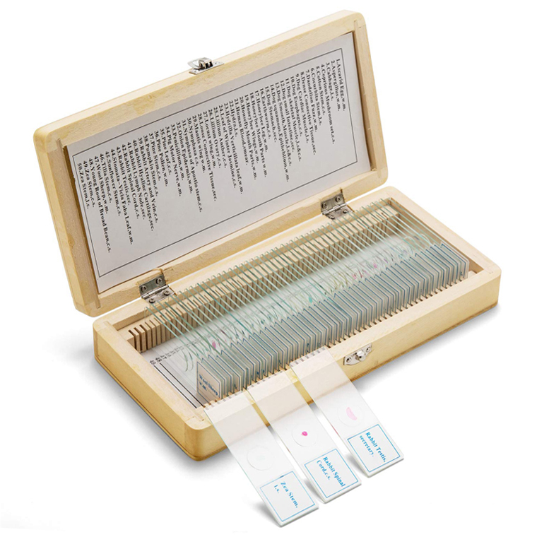 Homeschool science education used insects specimens biological prepared microscope slides