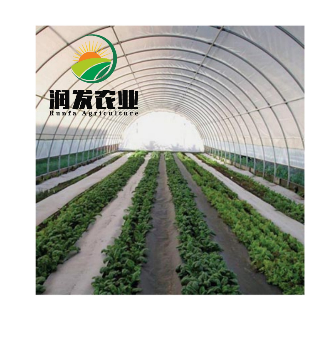 Hot Sale Single-Span Agricultural Po Film Tunnel Greenhouse With hot-dip Galvanized Steel Frame Structure China made