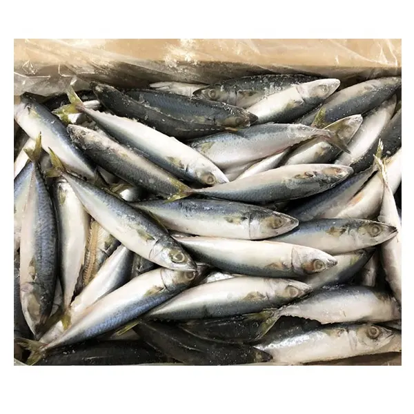 Pacific Marine Fresh Frozen Seafood Scomber  frozen pacific mackerel fish