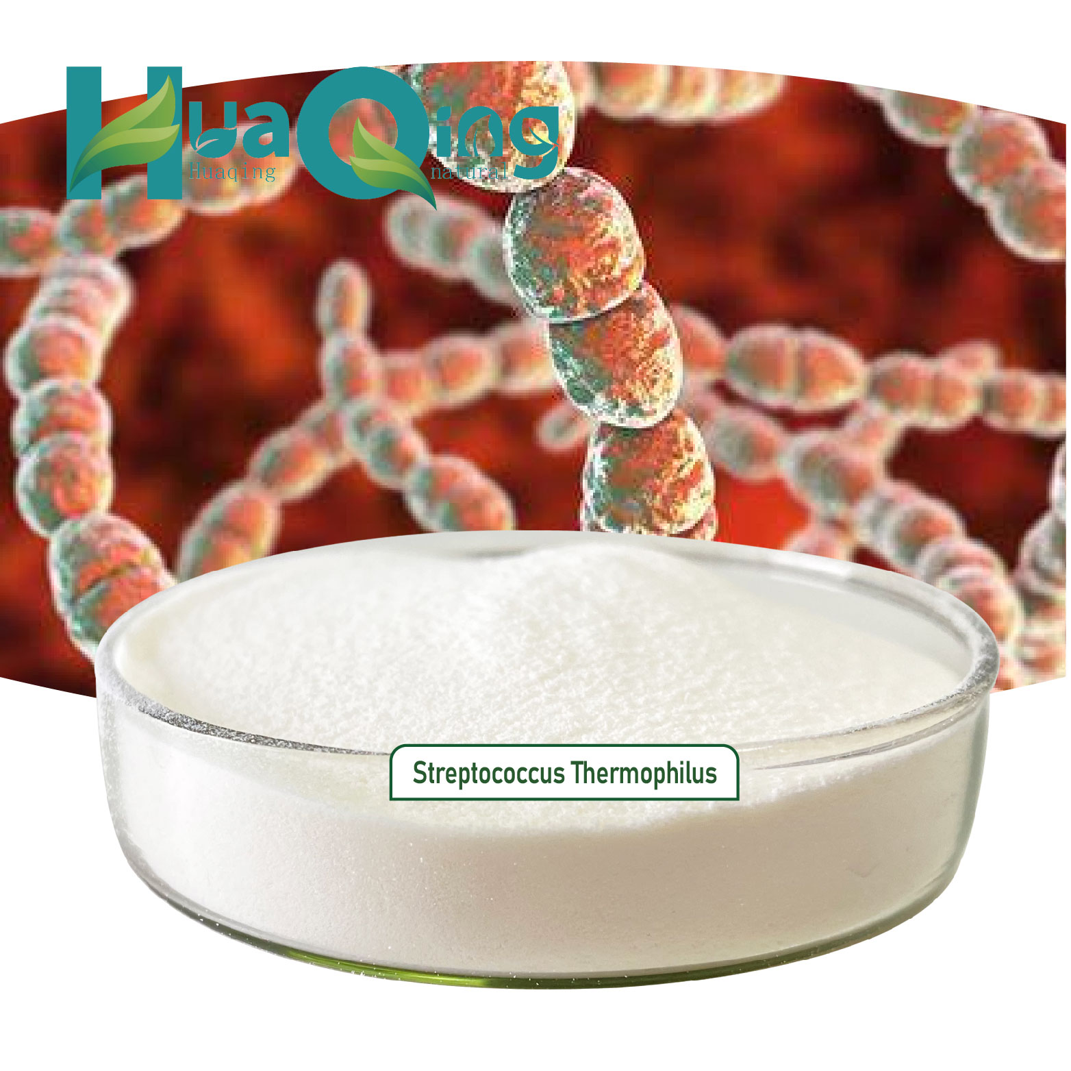 Высококачественные биотики Streptococcus Thermophilus