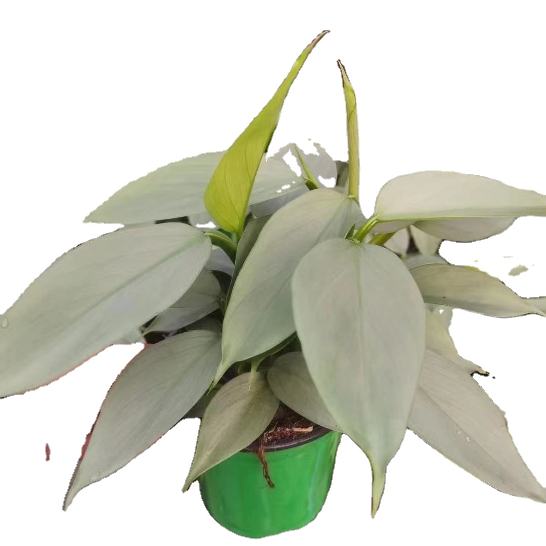 Лидер продаж, декоративное растение Philodendron, серебряный снег в продаже