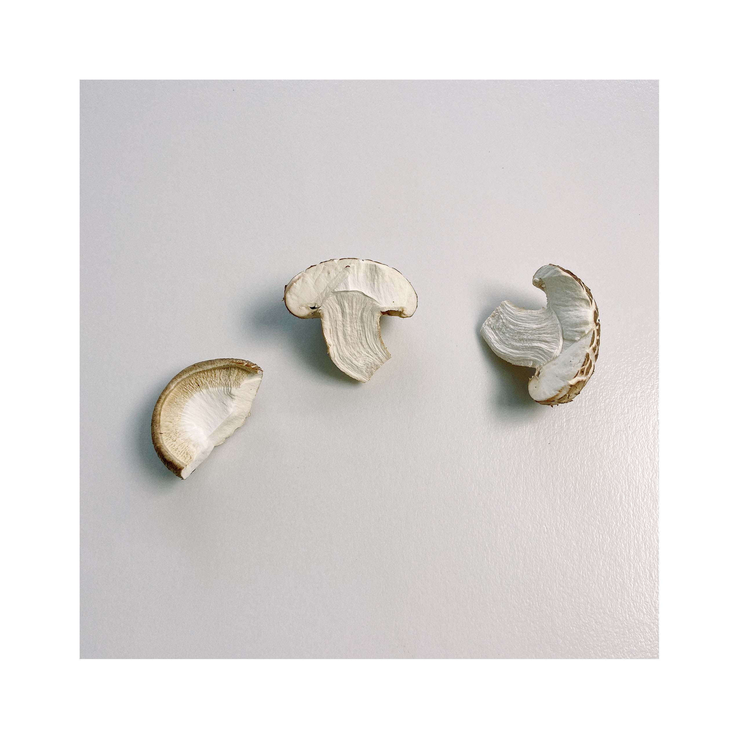 The Fine Quality Tasty Selected G r a d e A Fresh Hua Shitake Mushroom
