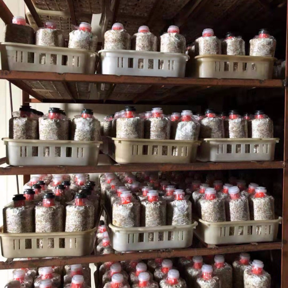 2019 массового продукта ежегодно поставка высокое качество pleurotus eryngii культивировать сумки/Журналы/spawns