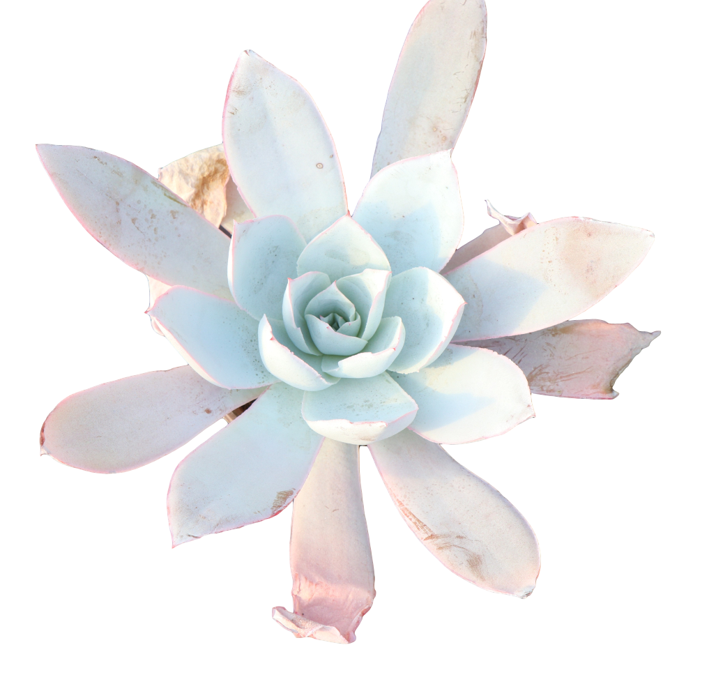 Редкие суккуленты echeveria cante Glass & Mendoza-Garcia фортепиано echeveria
