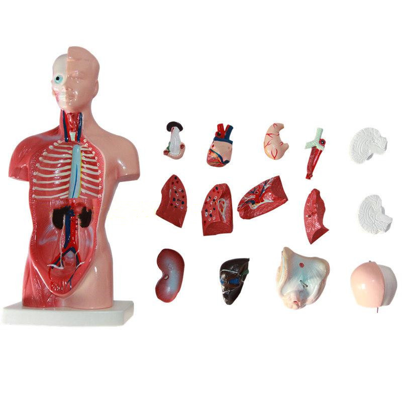 Anatomical model of the trunk in the heart system of high-end medical internal organs