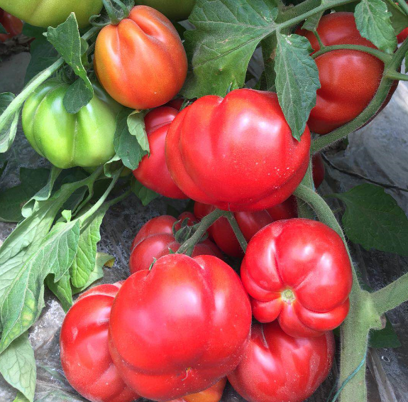Marmande семена томатов