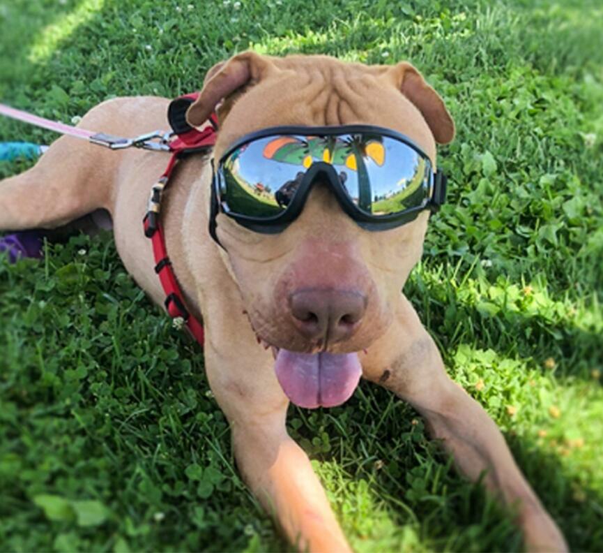 New Product UV Wind Dust Protection Fog Protection Pet Glasses