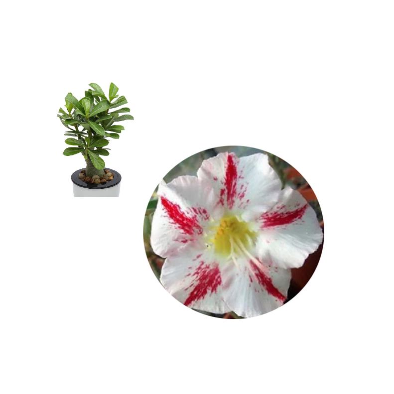 wholesale flower seeds sweet beauty desert rose/adenium obesum seeds