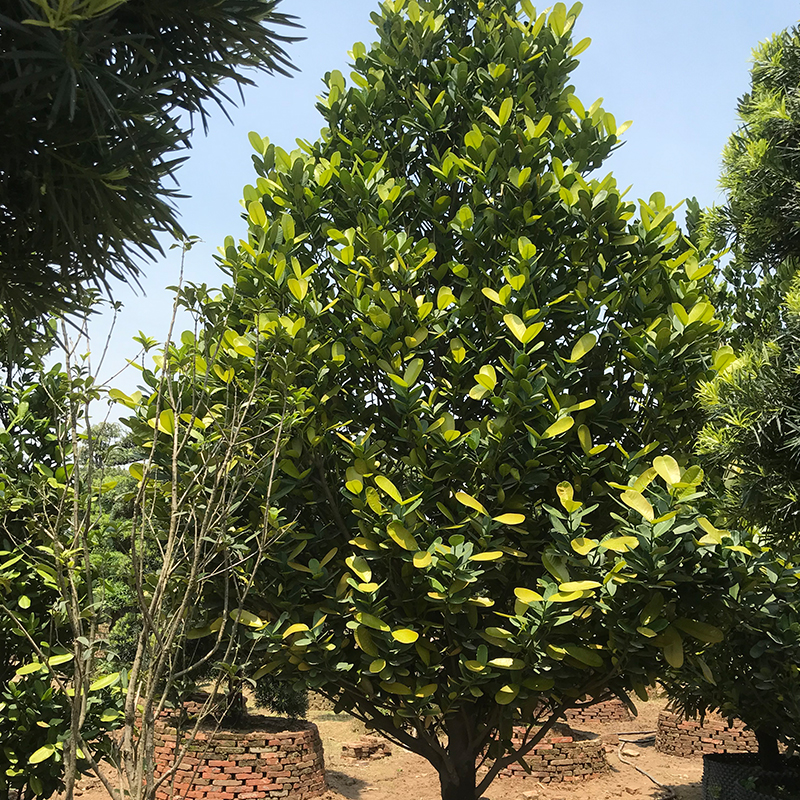 Крупные наружные деревья Garcinia subelliptica, Прямая поставка с завода