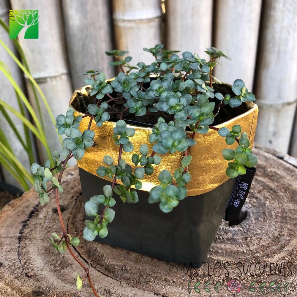 Новое прибытие крытый PILEA LIBANENSIS Серебряный посыпает живой суккулент