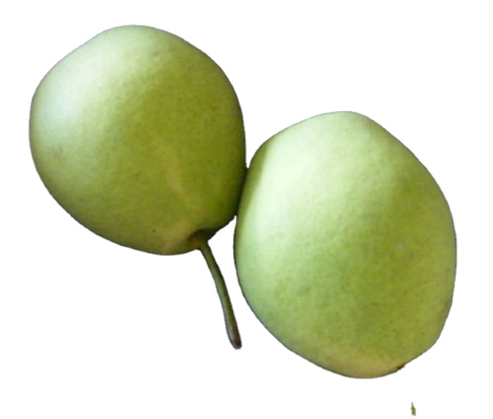 Fresh Shandong Pear
