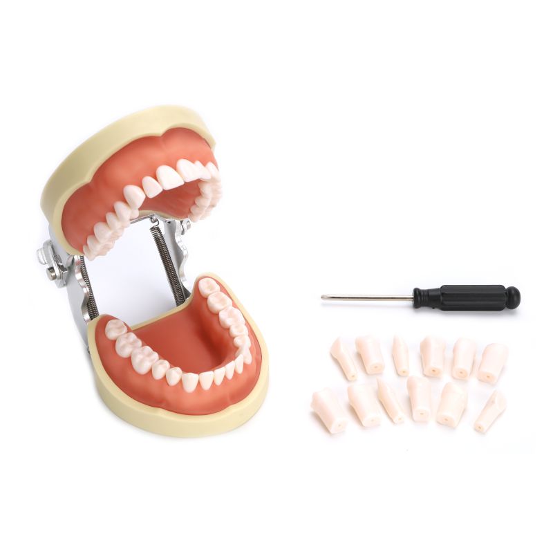 Dental teeth model for dental students, Medical simulation teeth model with soft gum for preparation
