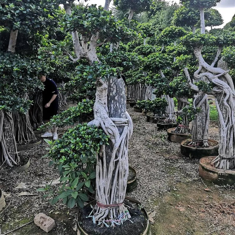 Тропики фикус живые бонсай деревья на продажу камень insdie форма