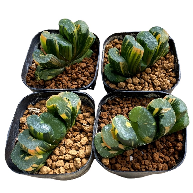 Оптовая продажа суккулент отель harworthia Truncata Variegata Beizai