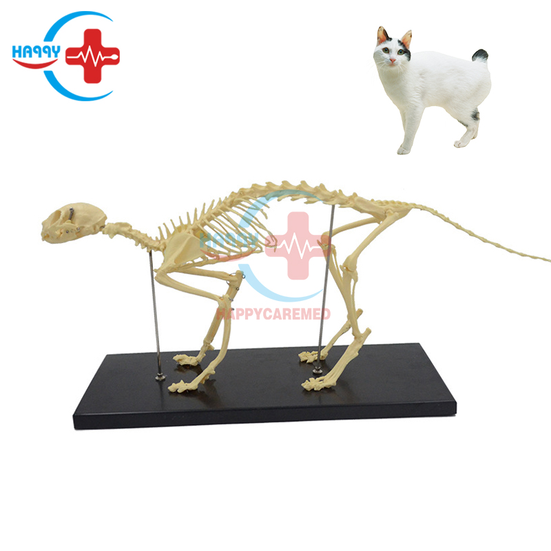 HC-R125A PVC animal skeleton teaching model Animal anatomical model Life size Cat skeleton model