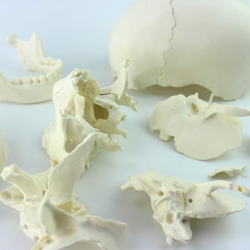 High Quality & Best Price Teaching Model Skeleton Anatomy Skull Model