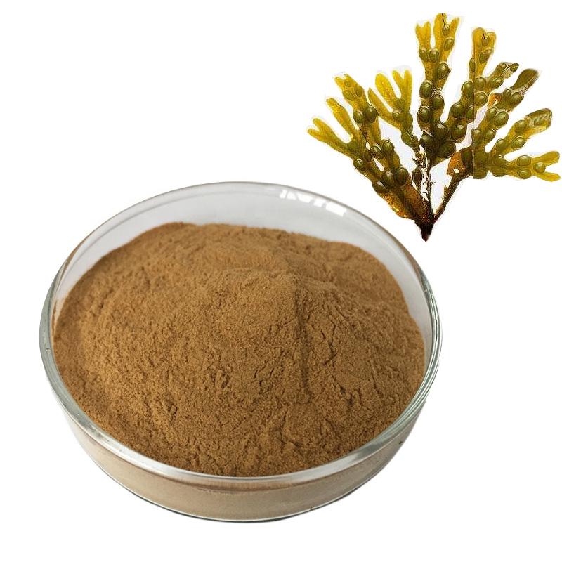 Порошок экстракта корня бордюра из ирландского Моха Bladderwrack