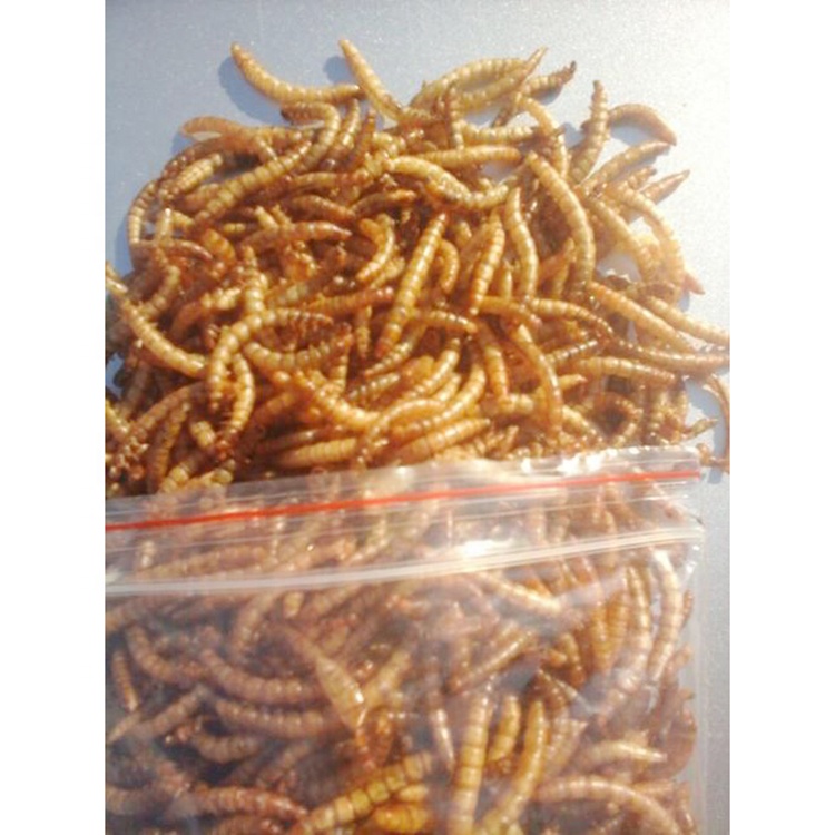 Хомяк еда Хлеб Wormcricket насекомое Сушеные mealworm желтые насекомые для корма для животных сушеные насекомые для продажи
