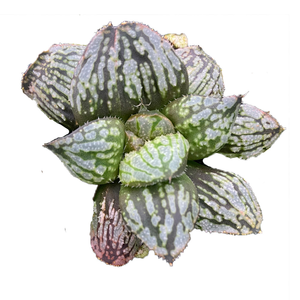 Горячая Распродажа, About5cm красные живые мини-суккуленты, оптом для комнатных и уличных бонсай растений