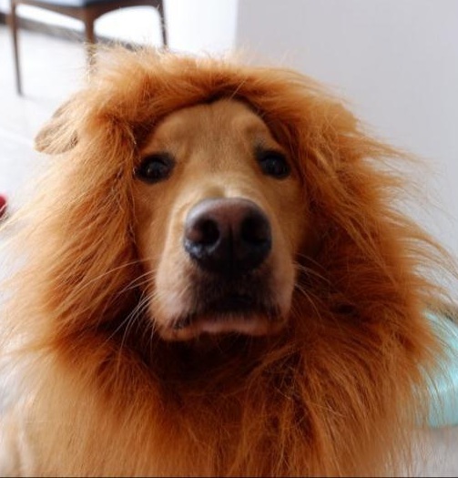 Halloween Party Lion Wig Pet Dog Lion Mane Wig With Ear