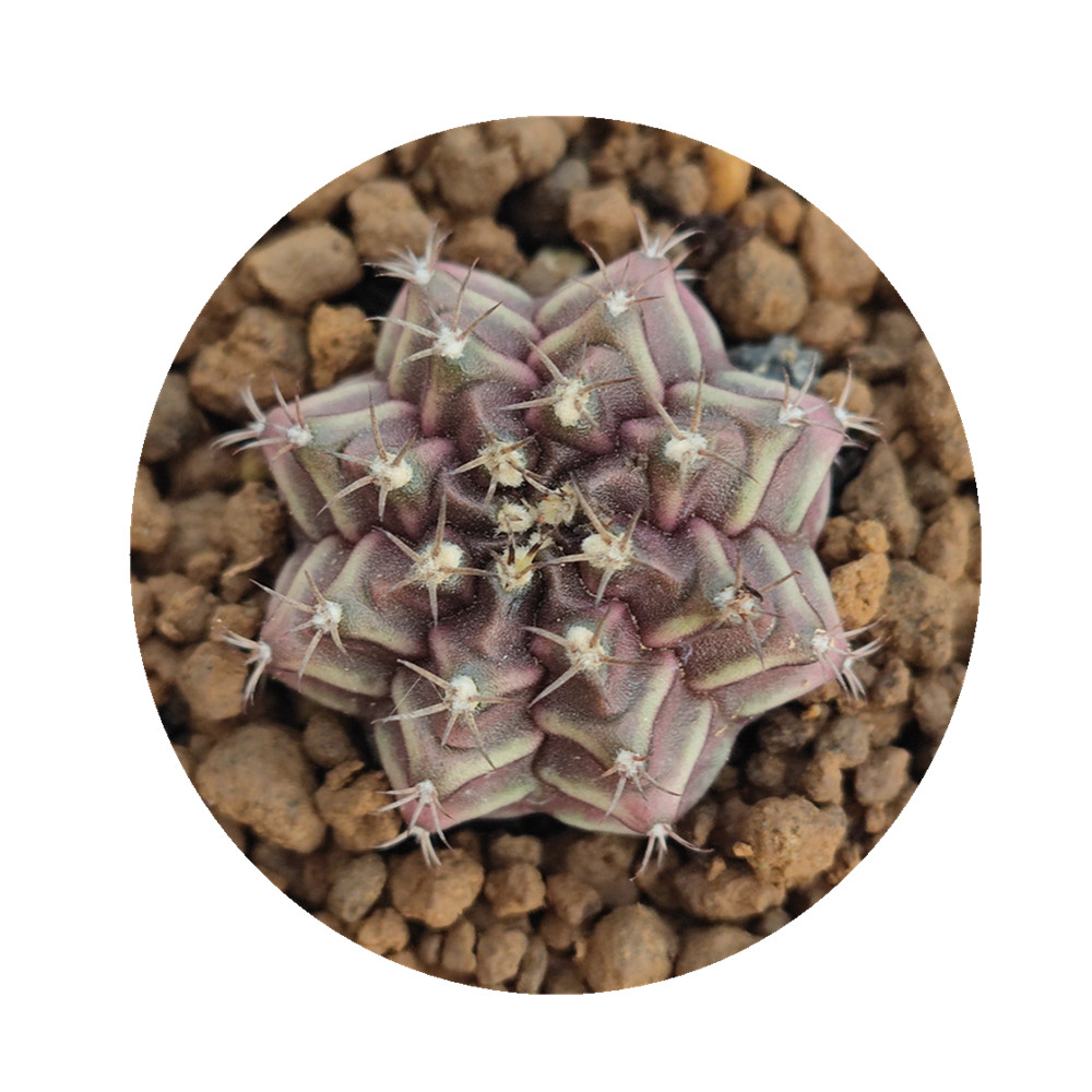 Haworthia кактус gymnocalydium mihanovichii Britton & Rose гибридные суккуленты живое растение бонсай комнатное растение древесное растение