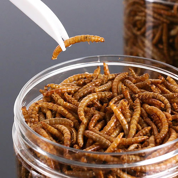 Xin jie biotechnology Dried bread worm hamster hedgehog food turtle snack fish yellow mealworm dried