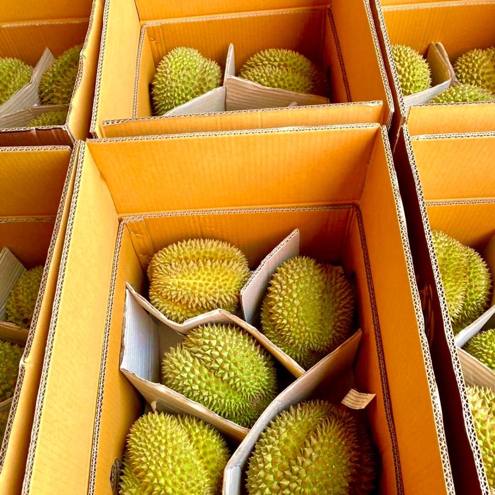 Высококачественные Monthong из Таиланда Fresh Durians
