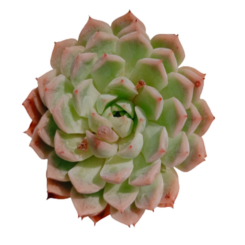 028 Echeveria RasIm комнатные декоративные растения-суккуленты, древесное растение, натуральное растение, оптовая продажа живых комнатных растений