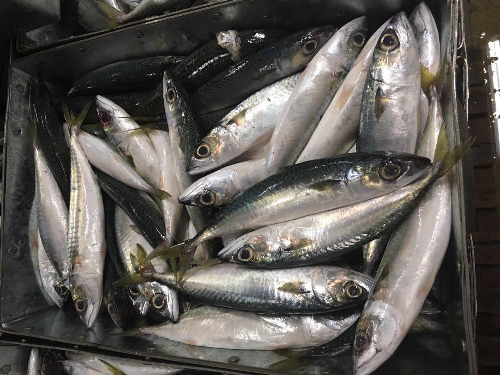 Замороженная Тихоокеанская лошадиная скумбрия, круглая скумбрия