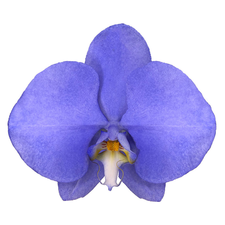 Wholesale Cheap Phalaenopsis Orchid Preserved Flowers Lightning Indigo Fresh Cut Flowers