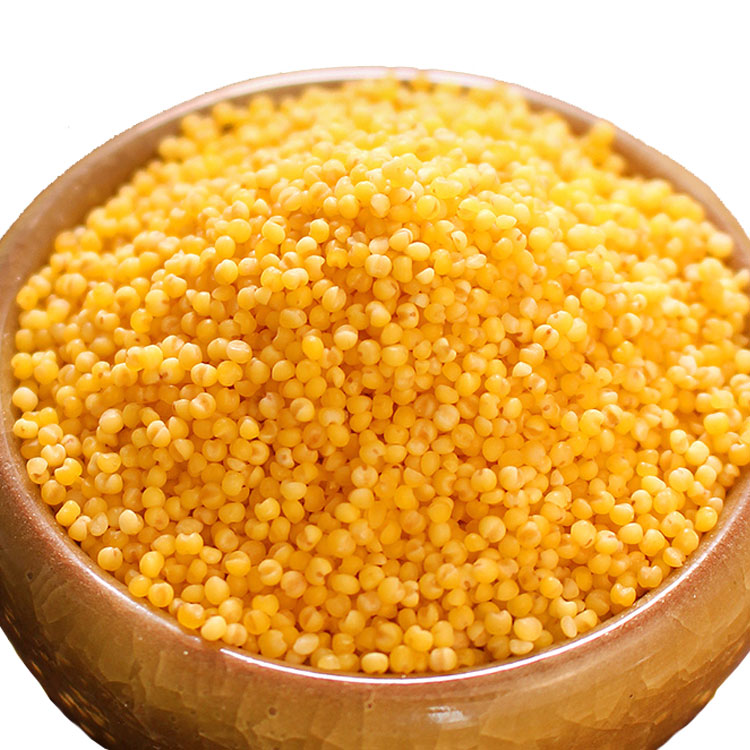New Crop Millet Wholesale Millet Grain