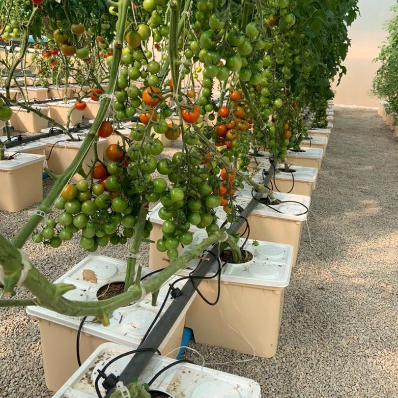Wholesale Hydroponic square Bucket Soilless Culture Equipment Bato/Dutch/Barrel Bucket Systems