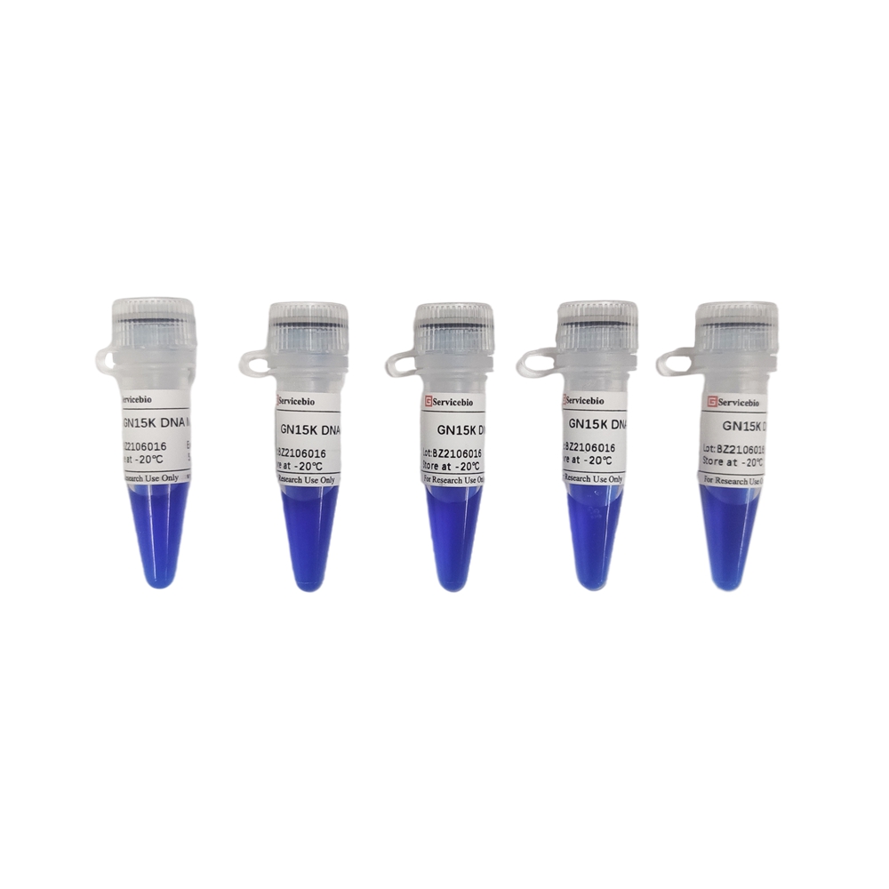 Professional Labware Supplier Agarose Gel Electrophoresis GN15K DNA Marker