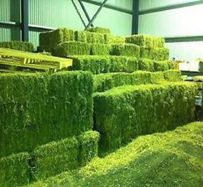 Сено альфафа для кормления животных, Альфальфа, Сено/Альфальфа, гранулы сена