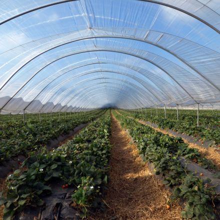 Multifunctional Greenhouse Cover Plastic Film for Agricultural/200micron /200 Um PE Greenhouse Film
