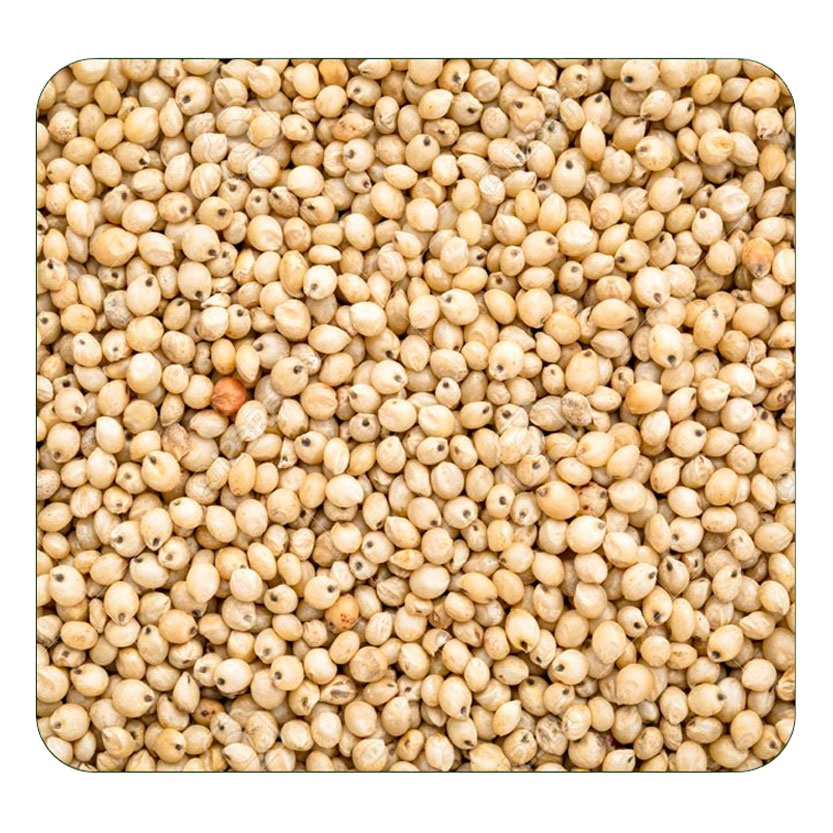 Sorghum Rice Supplier / Organic Rice Supplier from India