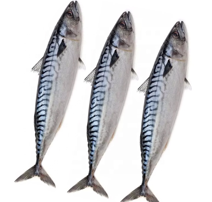 Свежий ловль Скумбрия Рыба scomber japonicus chub замороженная скумбрия